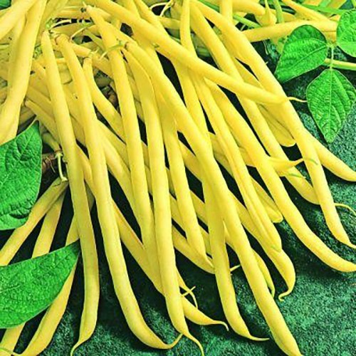 Fasola Tambora, wczesna odmiana fasoli