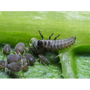 Adalia bipunctata 100szt