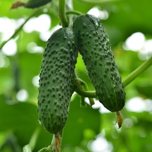 Ogórek Mirabelle - owoc