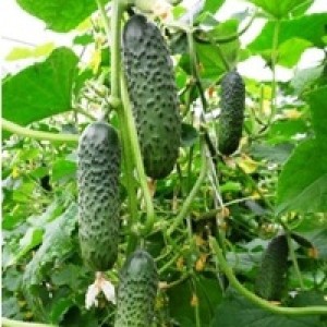 Ogórek SV3506 - owoc
