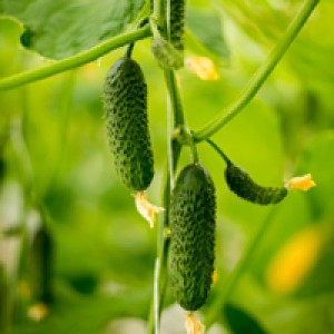Ogórek SV4097CV - owoc