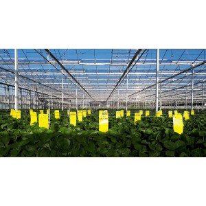 Żółte tablice lepowe zamontowane w szklarni