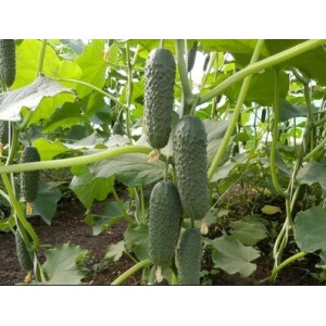 Ogórek partenokarpny Bjorn - owoc