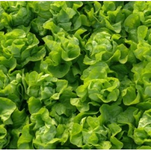 Sałata masłowa Sprinter - podgląd owoców