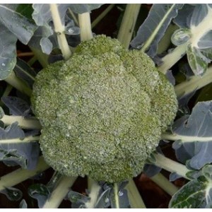 Brokuł nasiona. Brokuł Beany - odmiana do zbiorów jesiennych