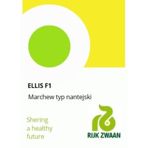 Marchew ELLIS F1 - nowość na rynku