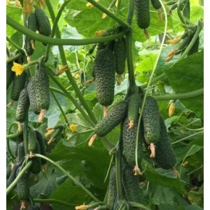 Ogórek pod osłony MADEIRA F1. Nowa odmiana do wczesnych nasadzeń