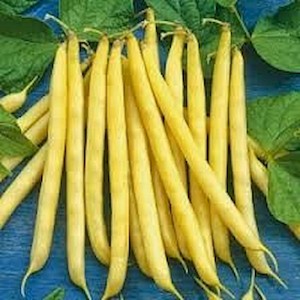 FASOLA ŻÓŁTOSTRĄKOWA SONESTA 1KG 