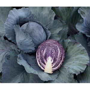 Kapusta czerwona Chiara 2500 nasion