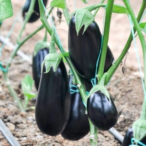 Oberżyna Gortina F1 owoc