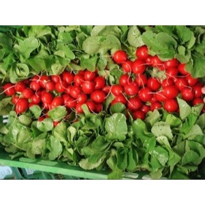 RZODKIEWKA CELESTA wygląd 250gr