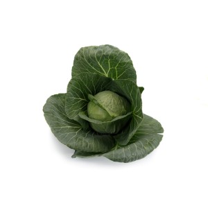 Kapusta biała Boleroma F1 owoc