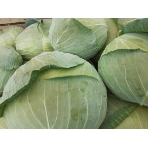 Kapusta biała Gintama F1 wygląd