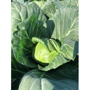 Kapusta biała Lucyma RZ F1 - wygląd