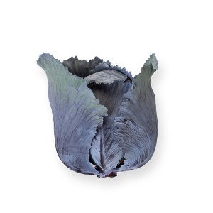 Kapusta czerwona Resima F1 wygląd