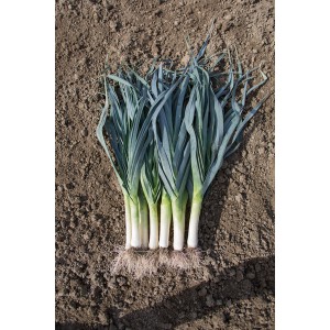 Por Matejko F1 - wygląd