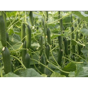 Ogórek szklarniowy Melen F1 wygląd