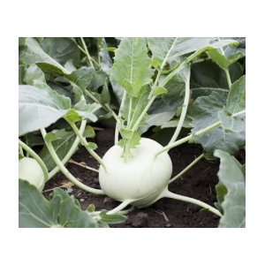 Kalarepa Nacimiento F1