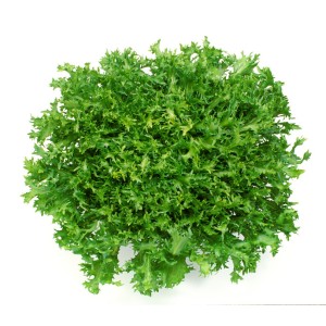 Endywia Cigal wygląd