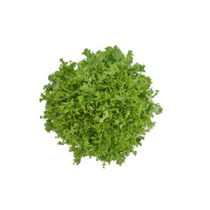 Endywia Berlinal wygląd