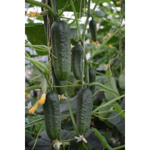 Ogórek partenokarpny Resital F1 wygląd