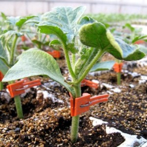 Podkładka ogórkowa Cobalt F1 wygląd