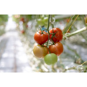 Pomidor gronowy czerwony Santiana F1