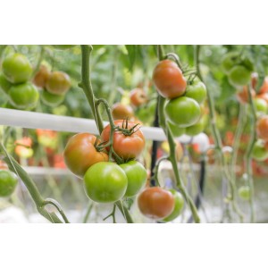 Pomidor czerwony mięsisty Securitas F1