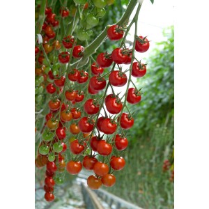 Pomidor koktajlowy Cheramy F1