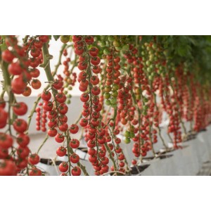 Pomidor cherry Cheramy F1