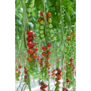 Pomidor koktajlowy Daltary F1 wygląd