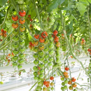 Pomidor koktajlowy Sassari F1 wygląd