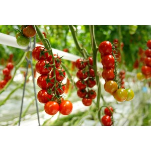 Pomidor koktajlowy Amelioso F1 wygląd