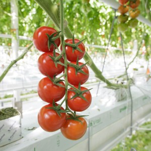 Pomidor cherry Brioso F1