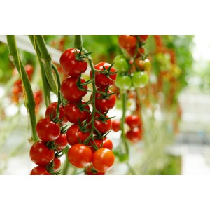 Pomidor koktajlowy Rexoso F1 wygląd