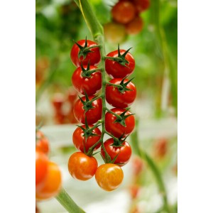 Pomidor koktajlowy Spirioso F1 wygląd