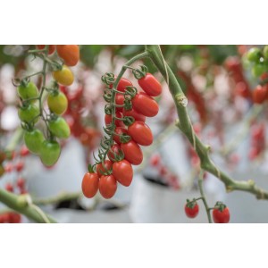 Pomidor cherry Pareso F1