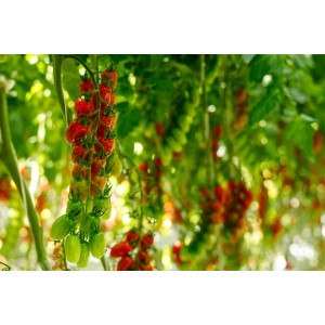 Pomidor koktajlowy Balthasetto F1 wygląd