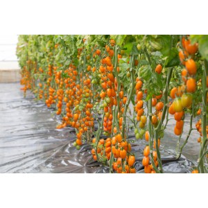 Pomidor cherry Farbini F1(żółty)