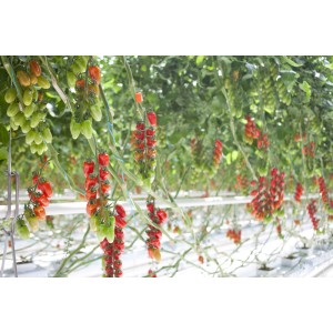 Pomidor cherry Idolini F1