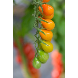 Pomidor cherry żółty Operino F1