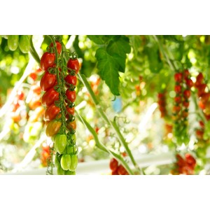 Pomidor koktajlowy Parisetto F1 wygląd