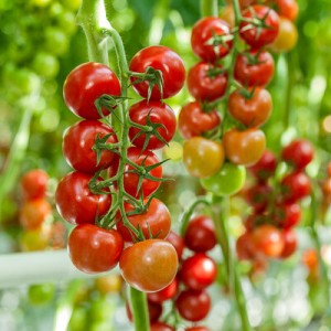 Pomidor cherry Tatami F1