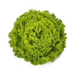 Sałata batawska Tourbillon wygląd