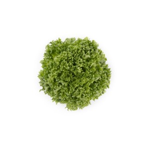 Sałata crunchy Lalique wygląd