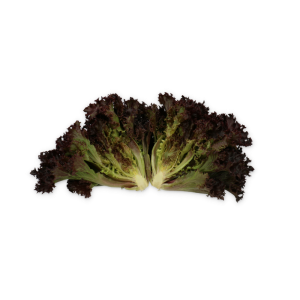 Sałata crunchy Scamander przekrój