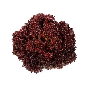 Sałata liściowa Carmesi wygląd