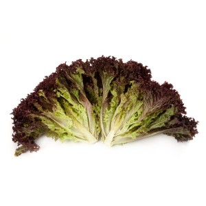 Sałata liściowa Carmesi przekrój