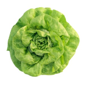 Sałata masłowa Gardia wygląd