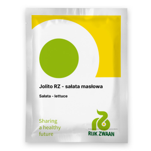 Sałata masłowa Jolito